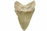 Serrated, Fossil Megalodon Tooth - North Carolina #294540-2